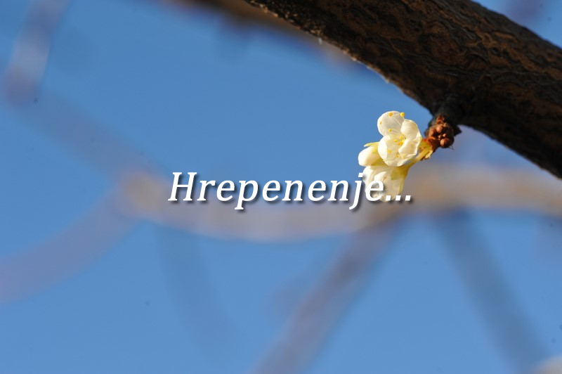 BEG PRED ŽIVLJENJEM 