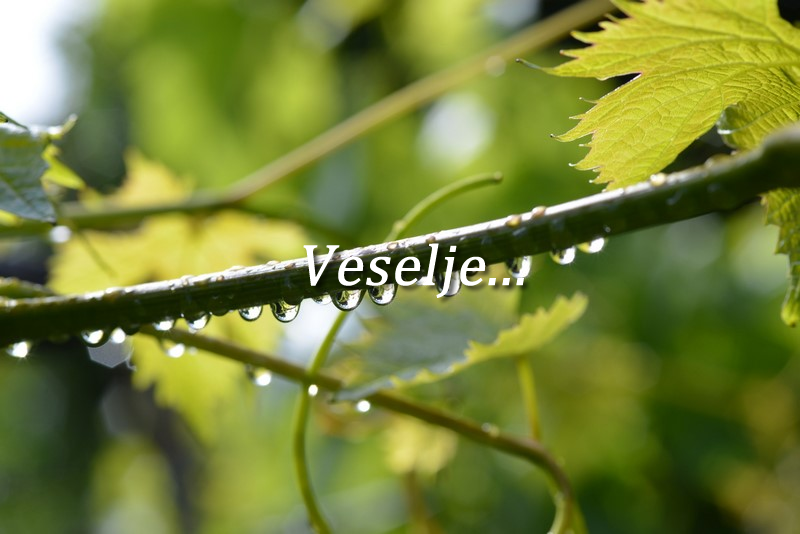 OBLASTNI MOŽEVI STARŠI